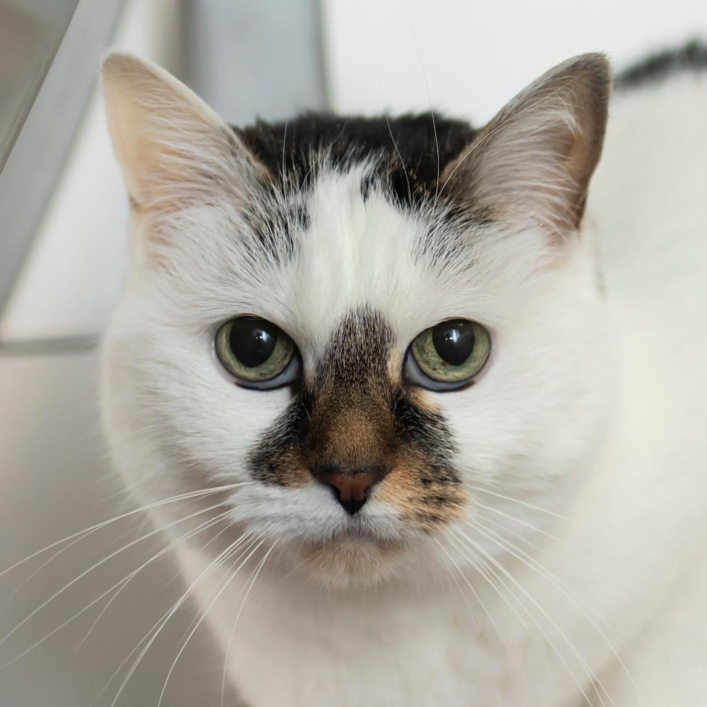 Enlarge Blynken, a Adoptable Domestic Short Hair in Middletown, RI image 2/4