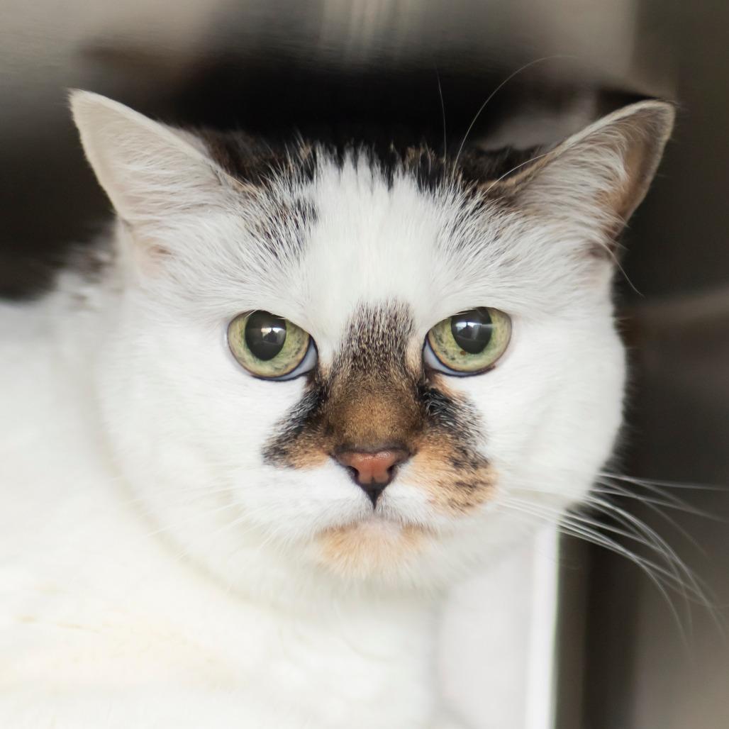 Enlarge Blynken, a Adoptable Domestic Short Hair in Middletown, RI image 3/4