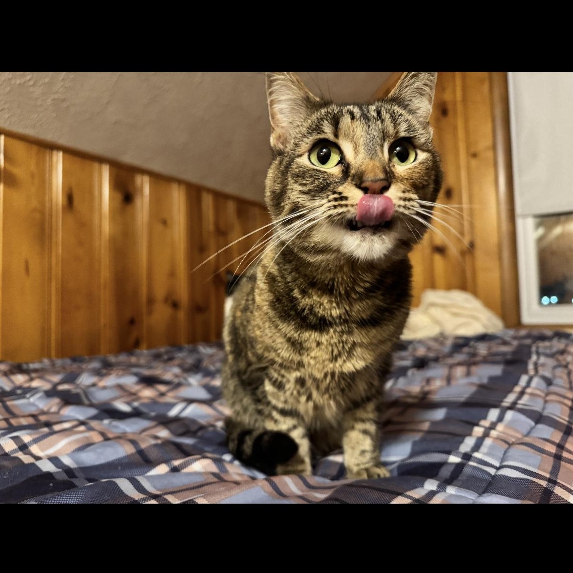 Violet, Adoptable, Adult Female Domestic Short Hair & Tabby.