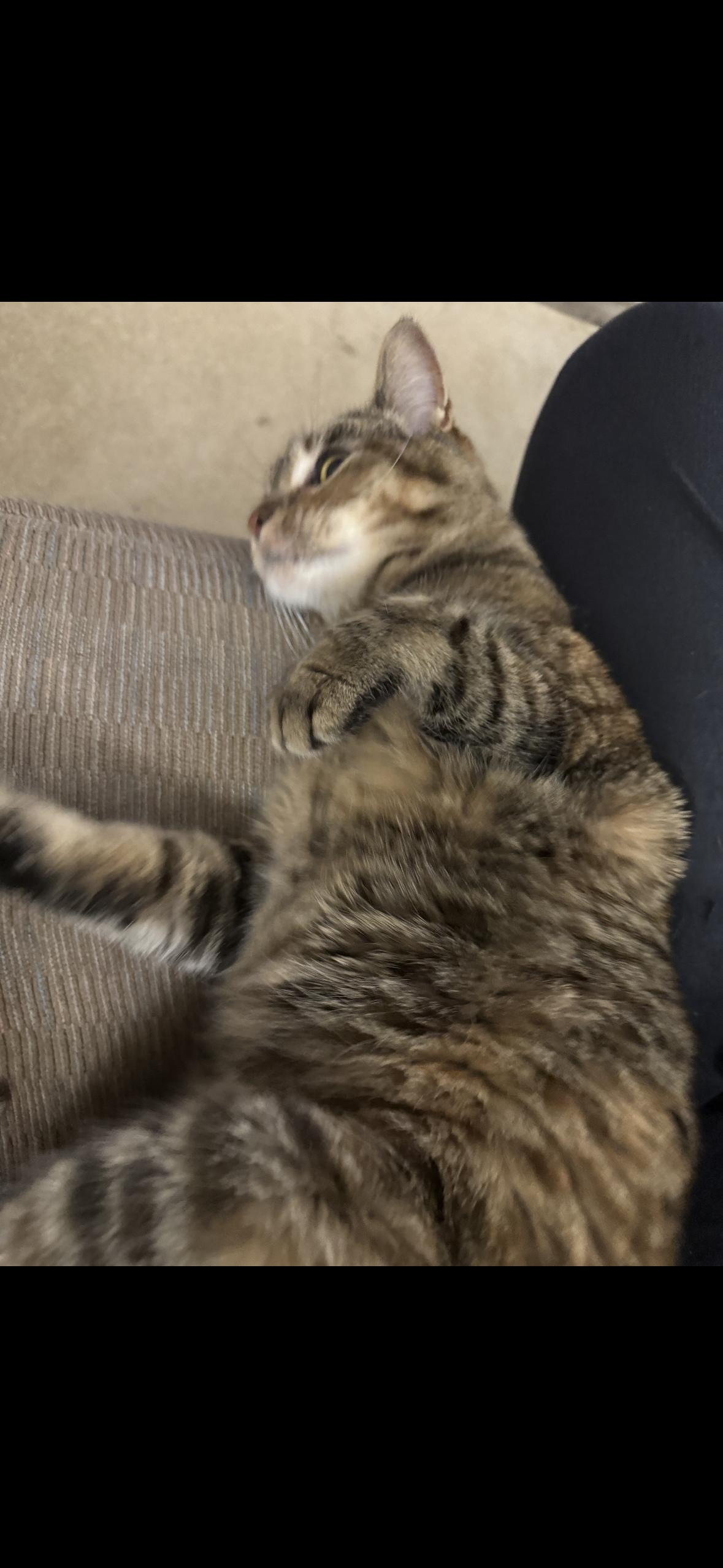 Enlarge Violet, a Adoptable mixed breed in Omaha, NE image 5/5