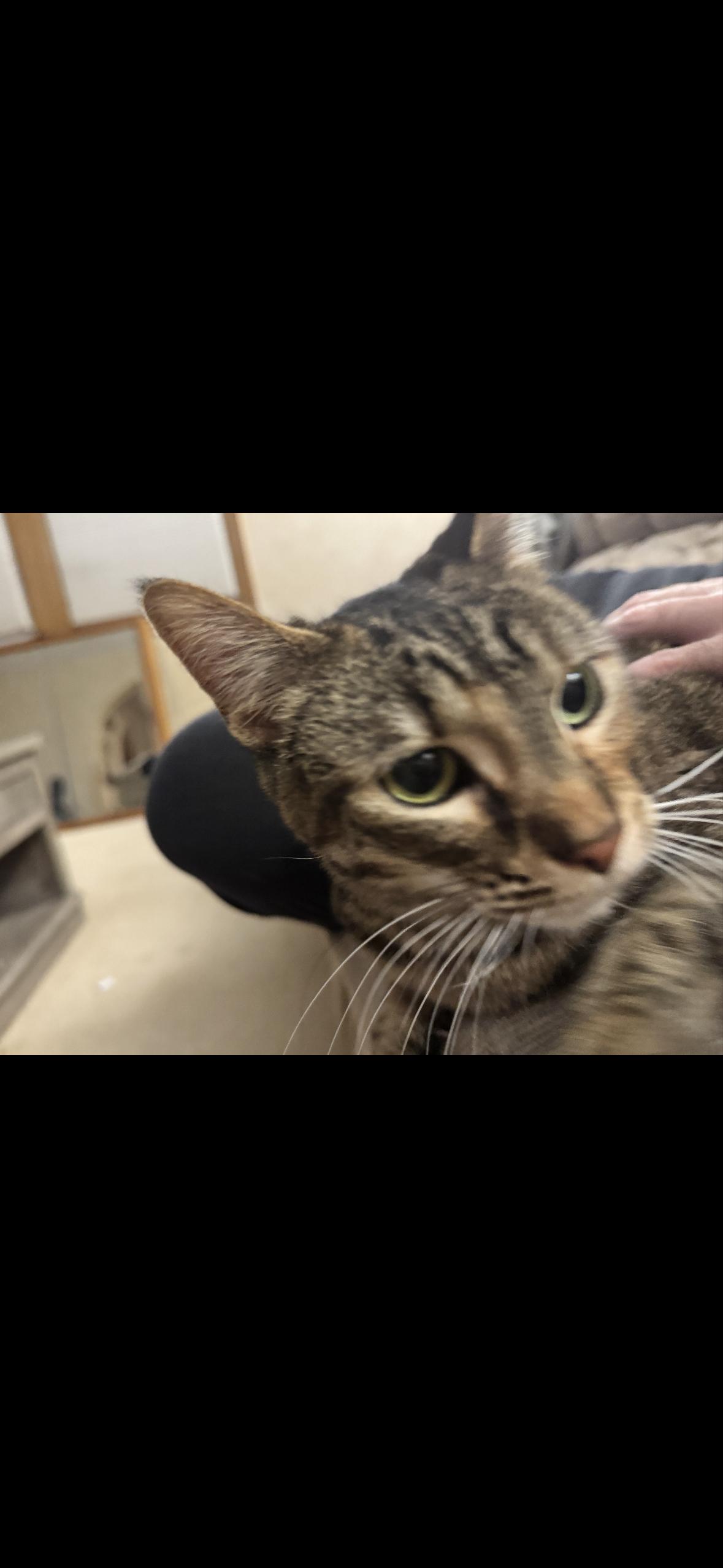 Enlarge Violet, a Adoptable mixed breed in Omaha, NE image 4/5