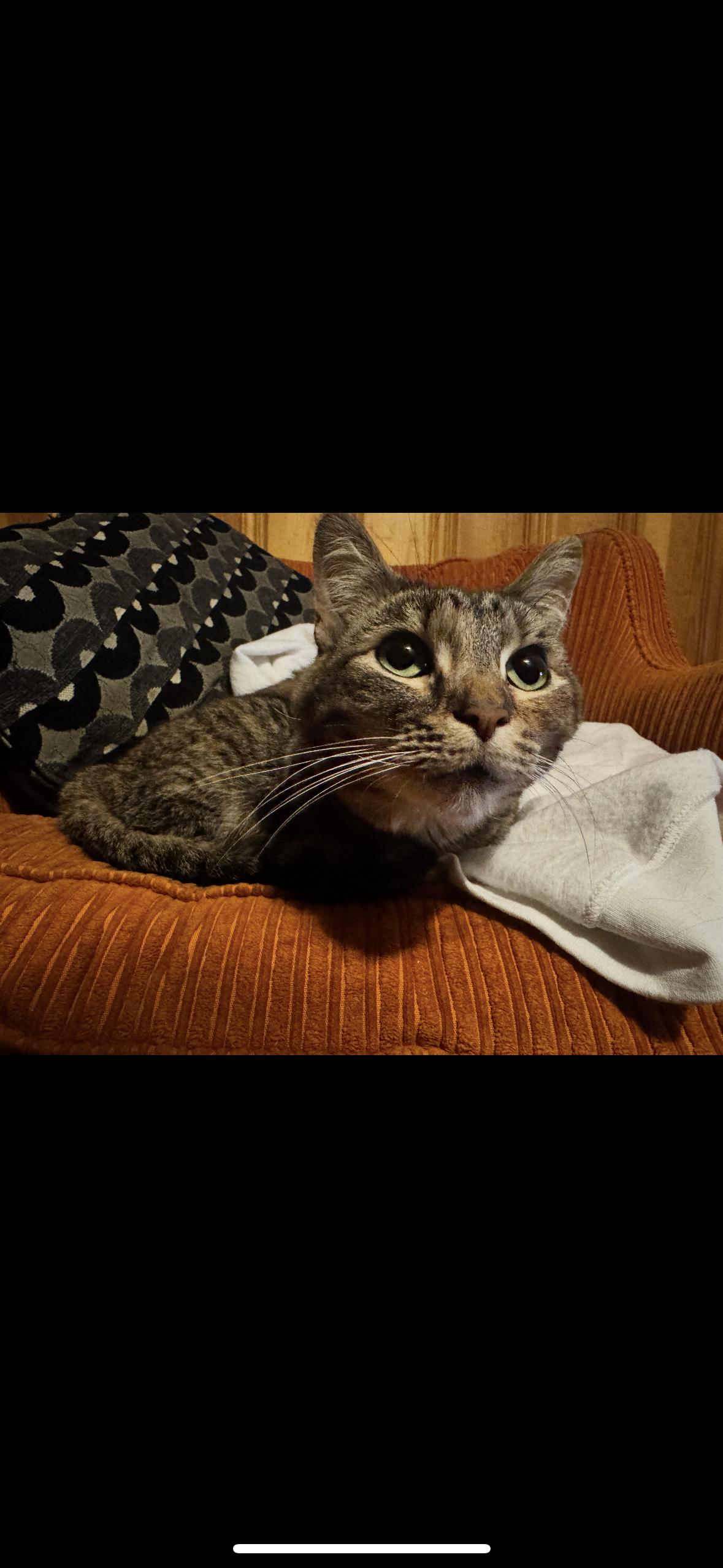 Enlarge Violet, a Adoptable mixed breed in Omaha, NE image 2/3