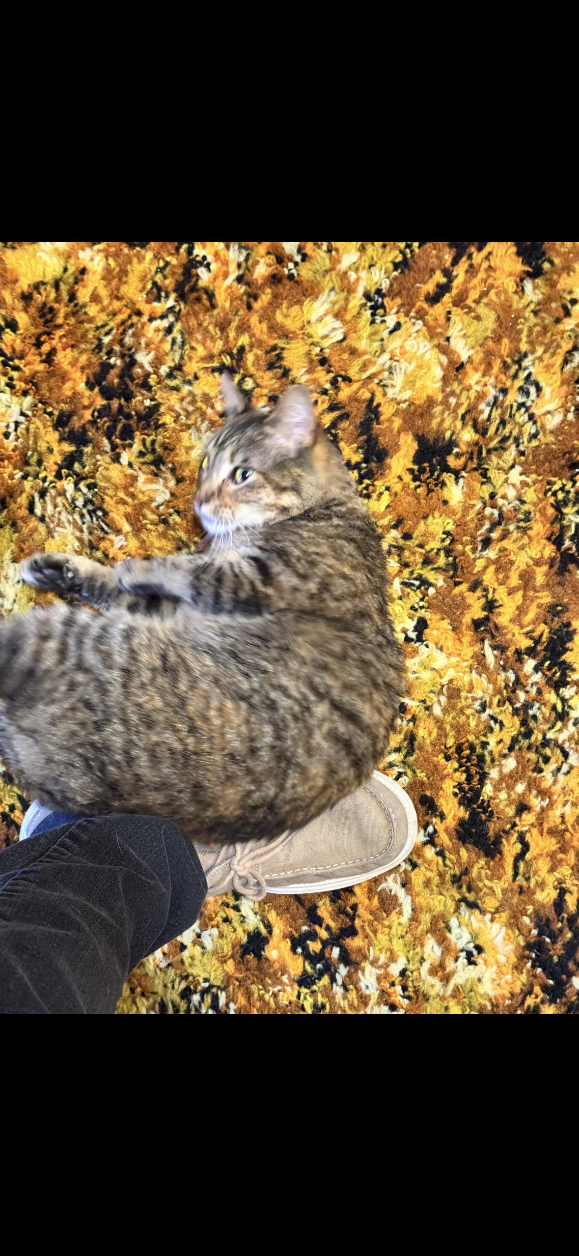 Enlarge Violet, a Adoptable mixed breed in Omaha, NE image 3/3