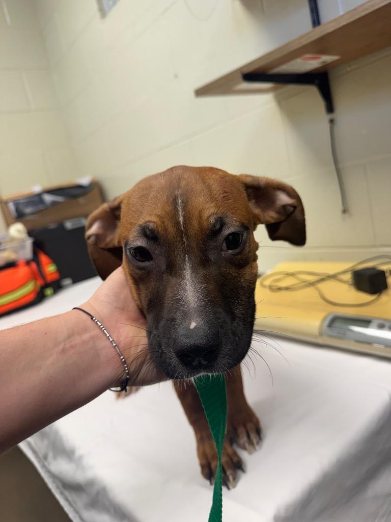 Enlarge Daffodil, a Adoptable mixed breed in Springfield, OH image 1/1