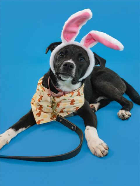 HERMAN, Adoptable, Young Male Labrador Retriever & Mixed Breed.