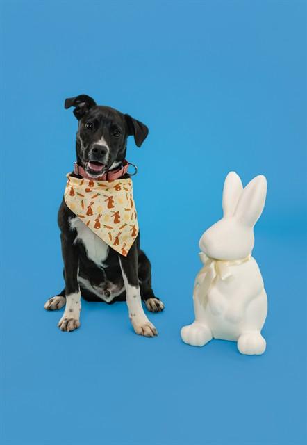 Enlarge HERMAN, a Adoptable mixed breed in Cookeville, TN image 1/1