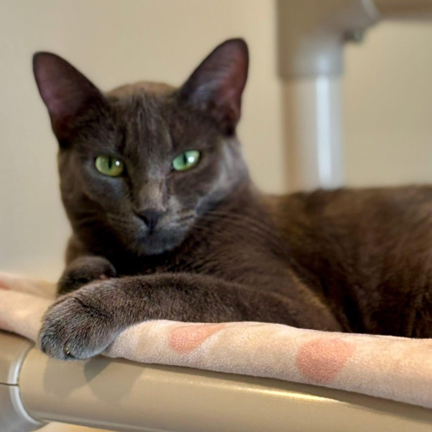 Enlarge Mama Mia, an adoptable Domestic Short Hair in Palatine, IL image 2/6