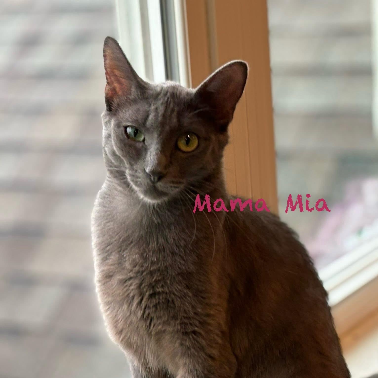 Enlarge Mama Mia, an adoptable Domestic Short Hair in Palatine, IL image 4/6