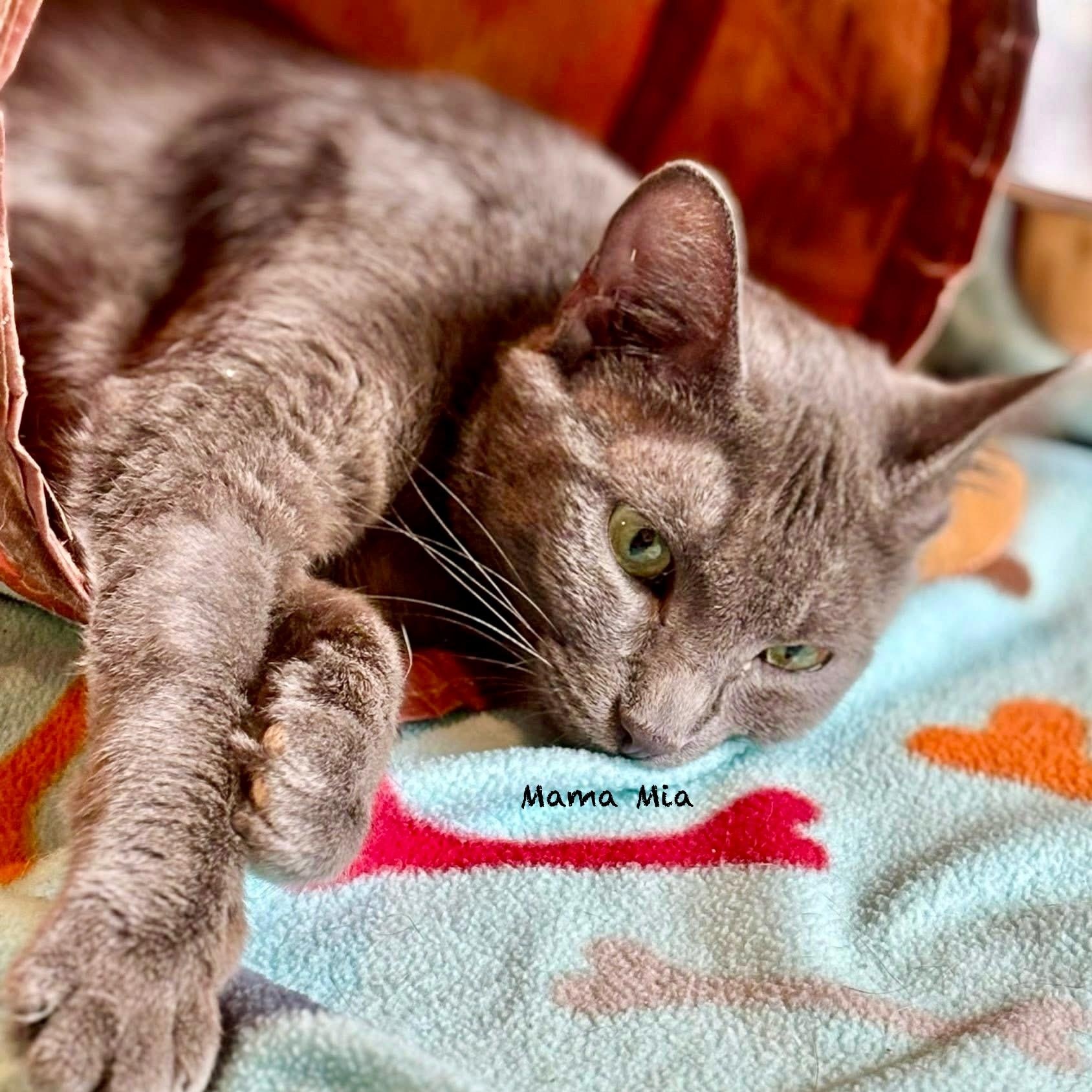 Enlarge Mama Mia, an adoptable Domestic Short Hair in Palatine, IL image 6/6