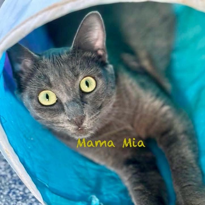 Enlarge Mama Mia, an adoptable Domestic Short Hair in Palatine, IL image 1/6