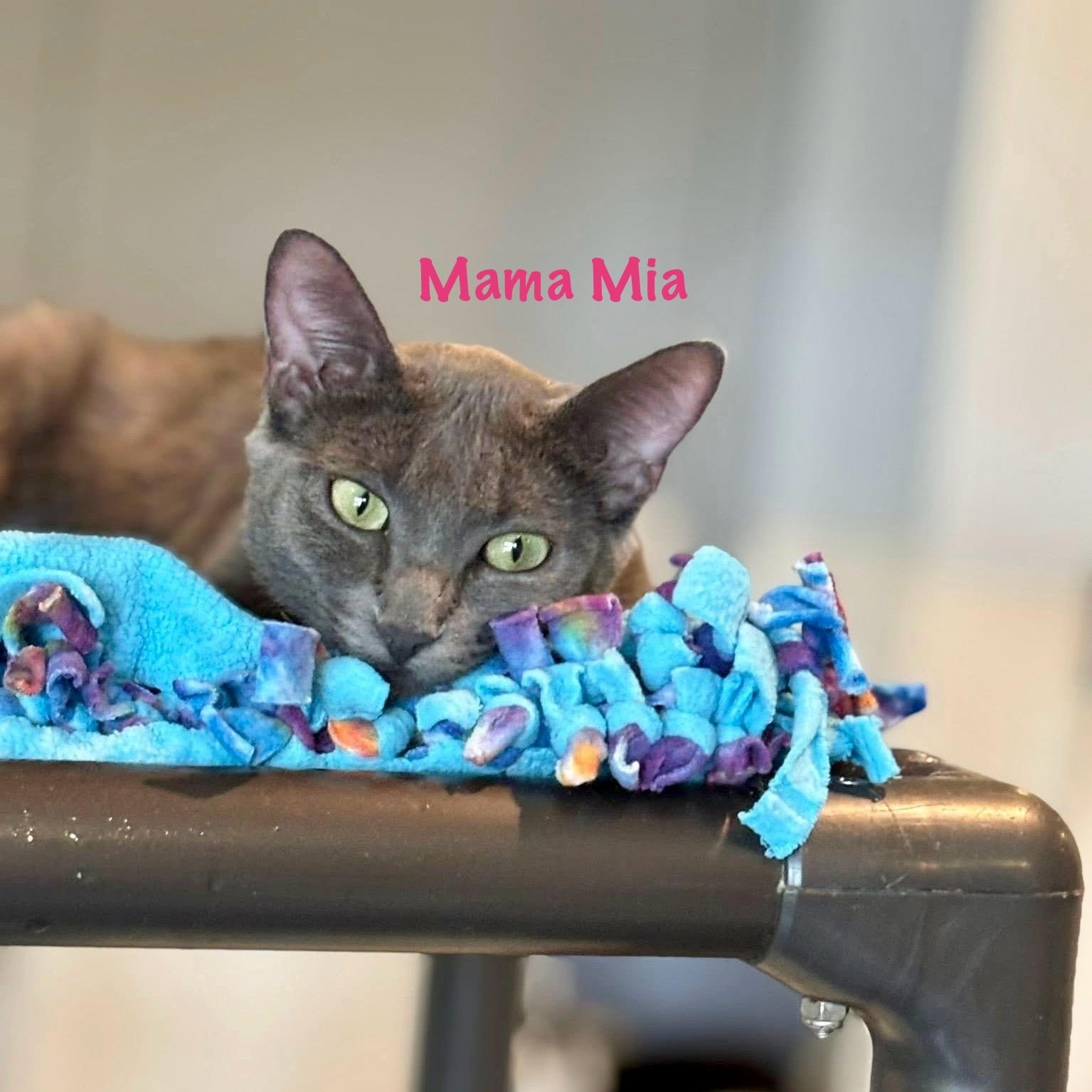 Enlarge Mama Mia, an adoptable Domestic Short Hair in Palatine, IL image 5/6