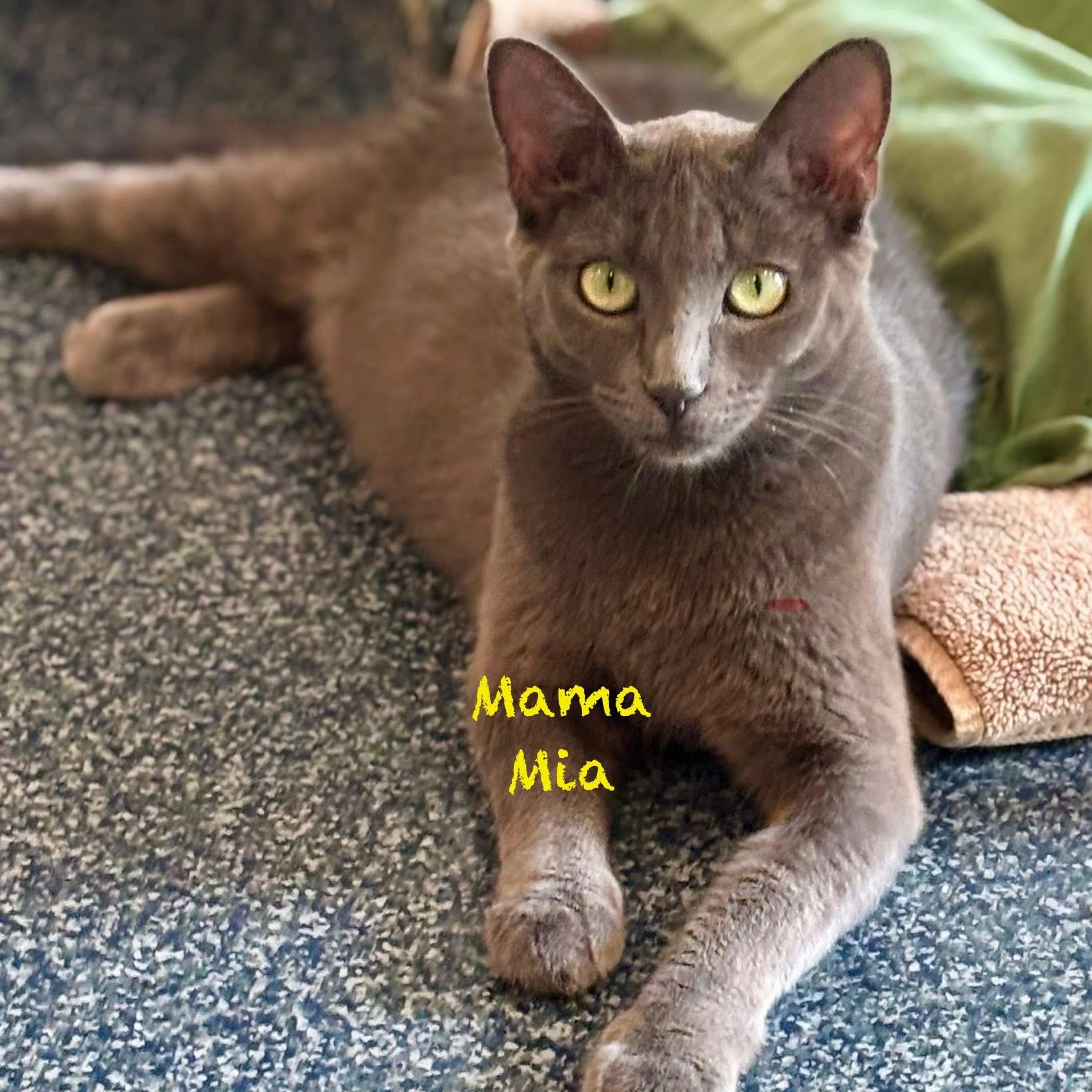Enlarge Mama Mia, an adoptable Domestic Short Hair in Palatine, IL image 3/6