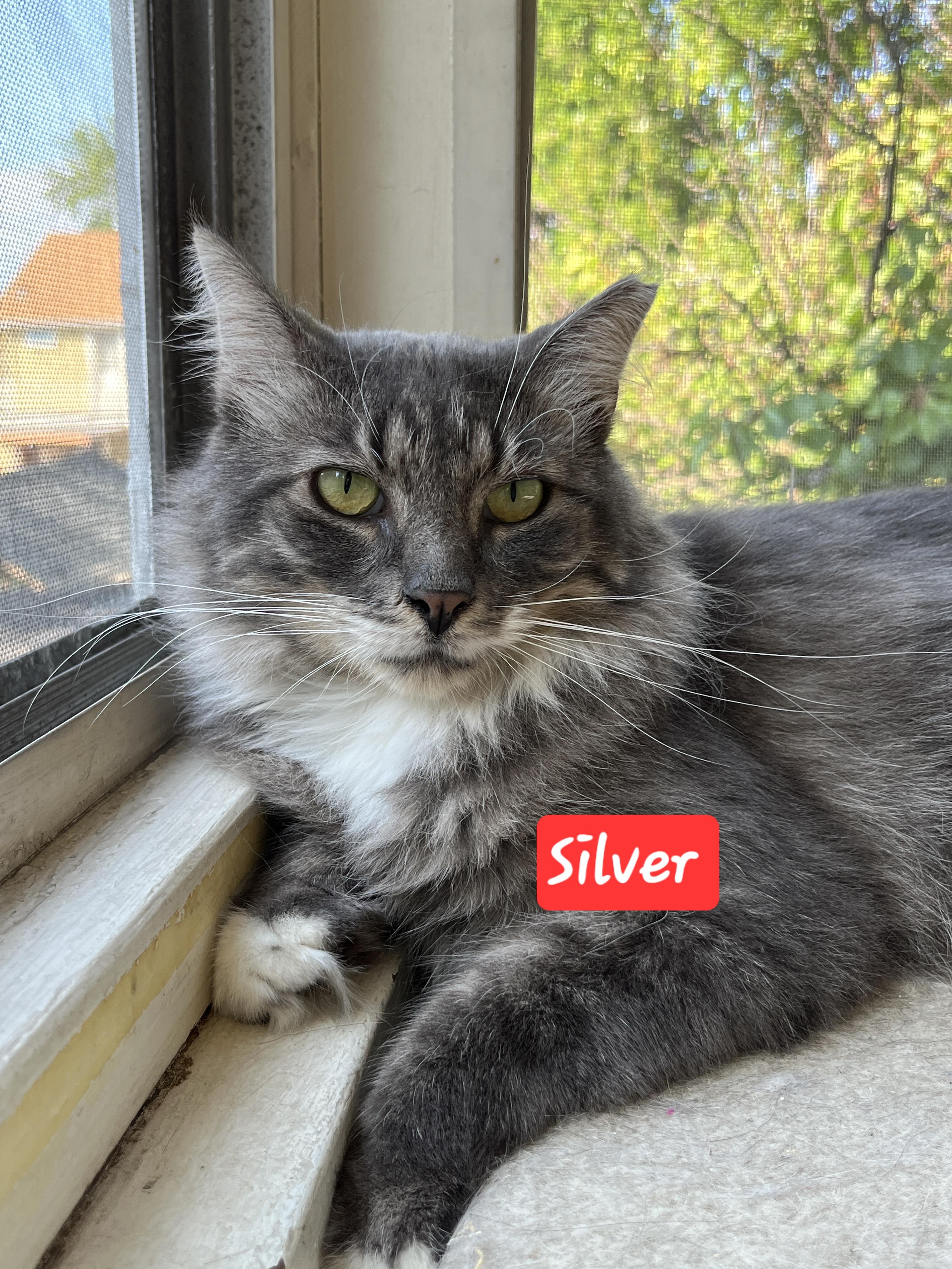 Silver, Adopted, Young Male Domestic Long Hair.