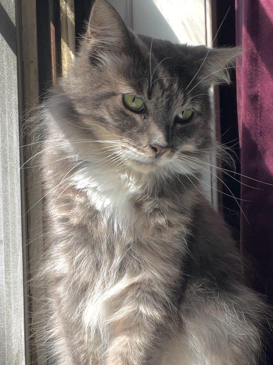 Enlarge Silver, a Adopted Domestic Long Hair in staten island, NY image 3/6