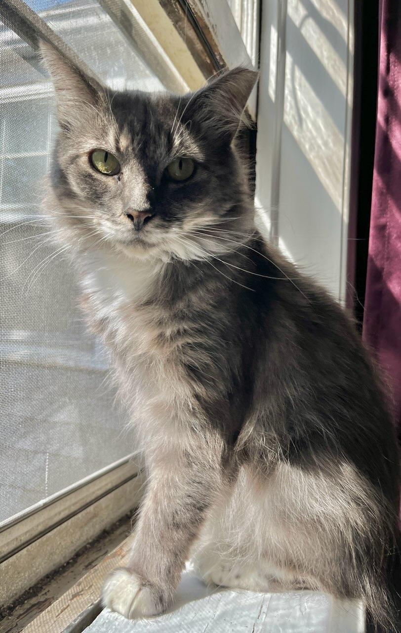 Enlarge Silver, a Adopted Domestic Long Hair in staten island, NY image 2/6