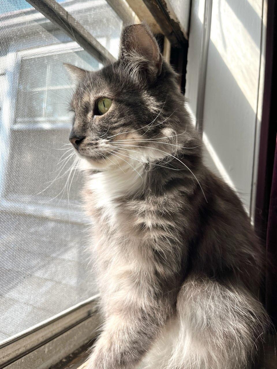 Enlarge Silver, a Adopted Domestic Long Hair in staten island, NY image 4/6
