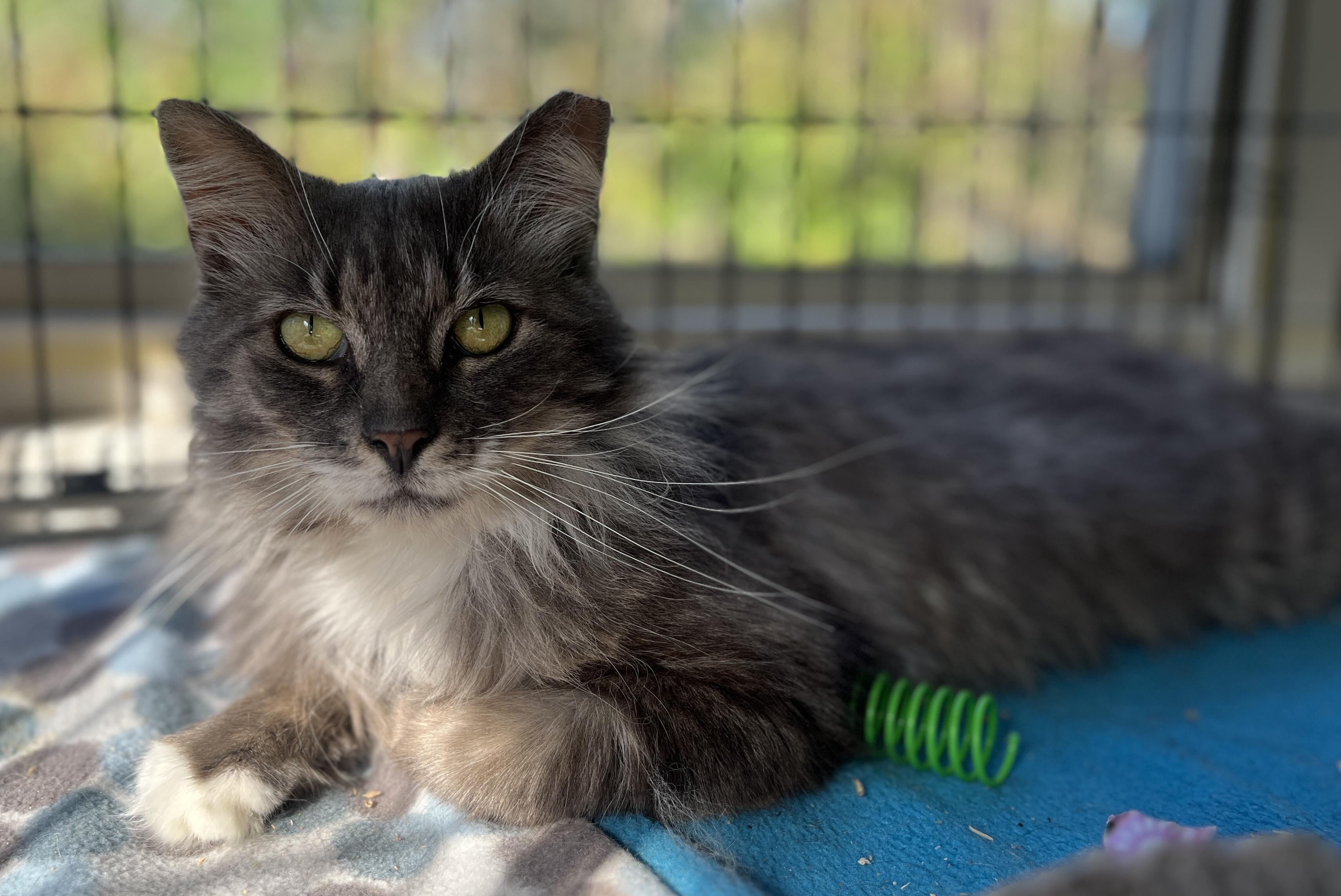 Silver, Young Male Domestic Long Hair