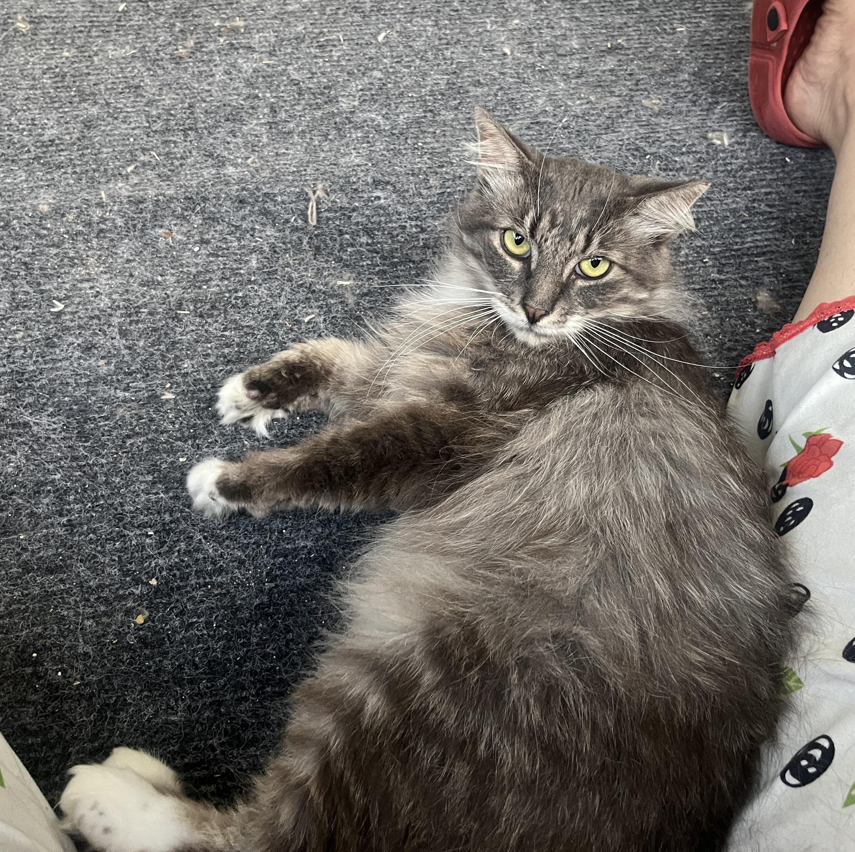 Enlarge Silver, a Adopted Domestic Long Hair in staten island, NY image 6/6