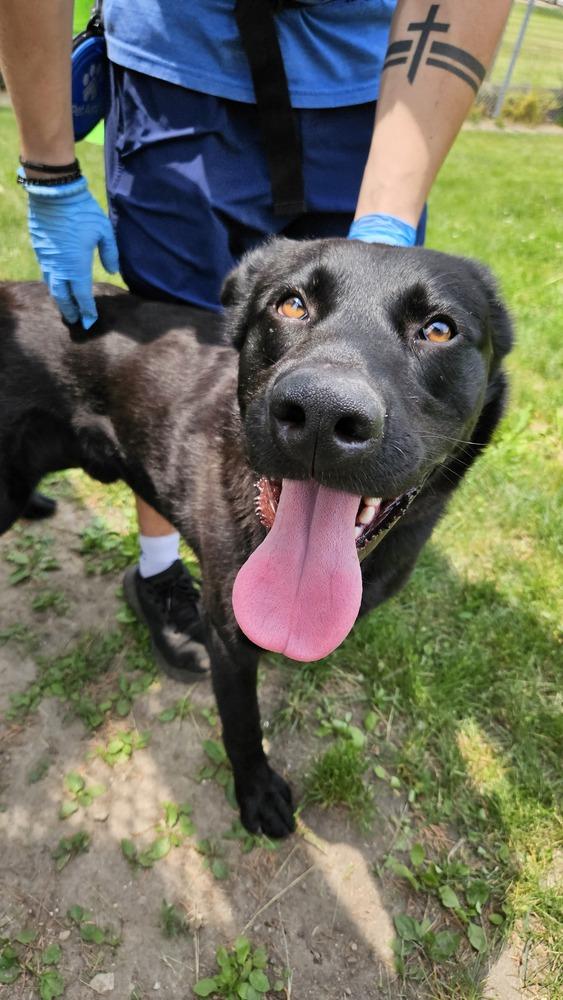 Enlarge Hector, a Adoptable mixed breed in Logansport , IN image 1/2