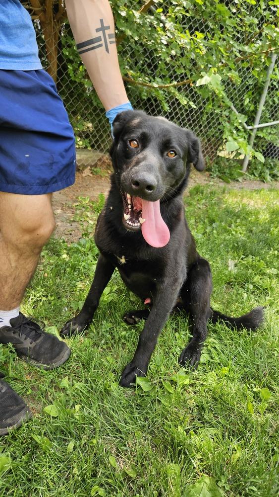 Enlarge Hector, a Adoptable mixed breed in Logansport , IN image 2/2