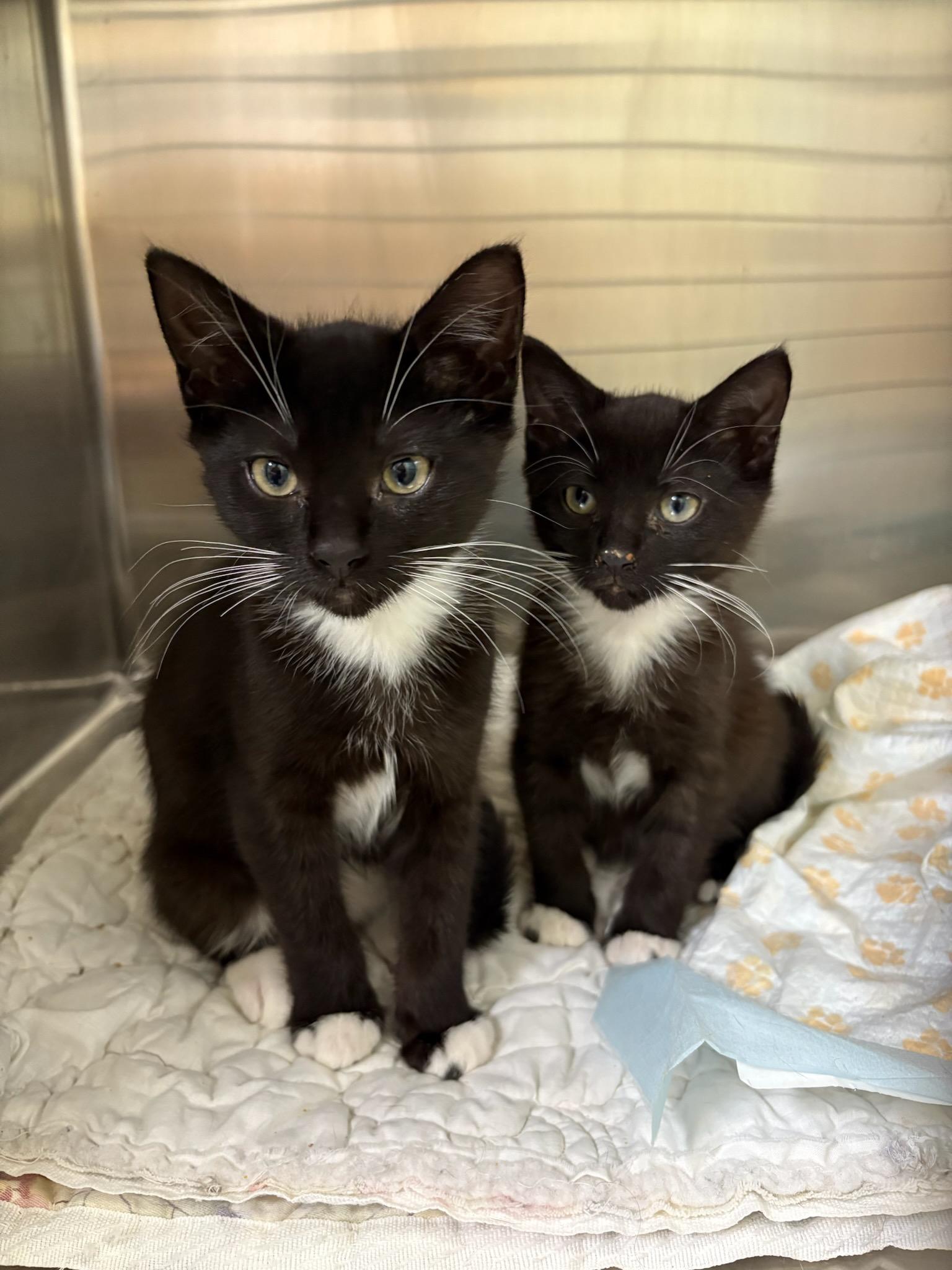 Enlarge Gretchen Wieners (with Karen Smith), an adopted Domestic Short Hair in Norwalk, CT image 1/1