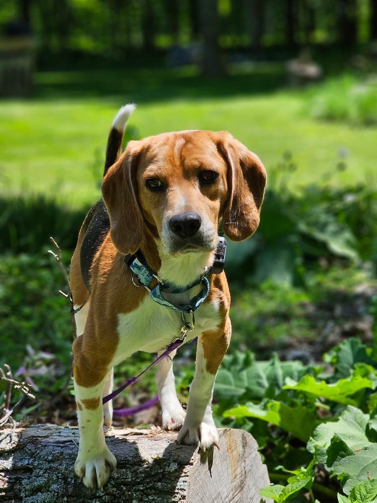 Harley (23), Adoptable, Adult Male Beagle.
