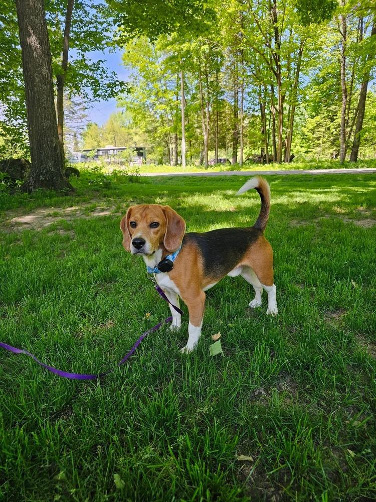 Enlarge Harley (23), a Adoptable Beagle in Wausau, WI image 2/6