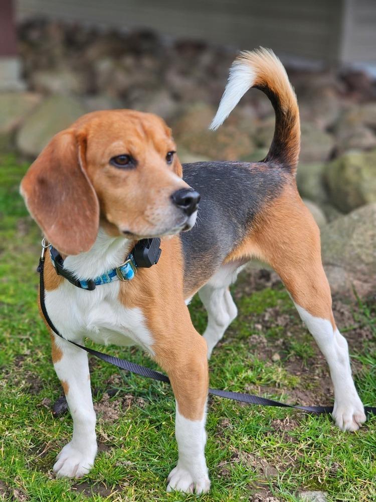 Enlarge Harley (23), a Adoptable Beagle in Wausau, WI image 3/6