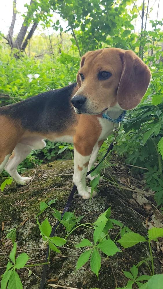 Enlarge Harley (23), a Adoptable Beagle in Wausau, WI image 4/6