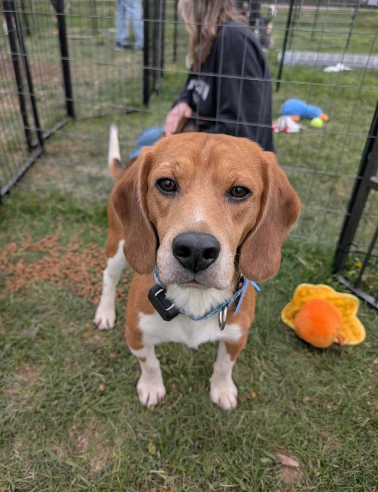 Enlarge Harley (23), a Adoptable Beagle in Wausau, WI image 5/6