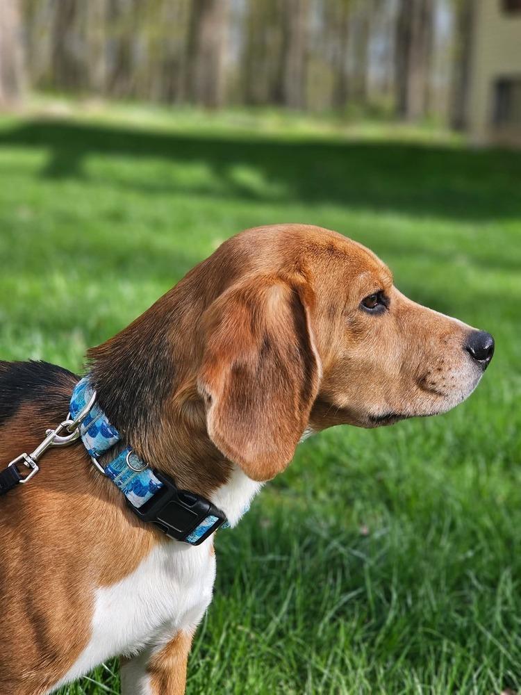 Enlarge Harley (23), a Adoptable Beagle in Wausau, WI image 6/6