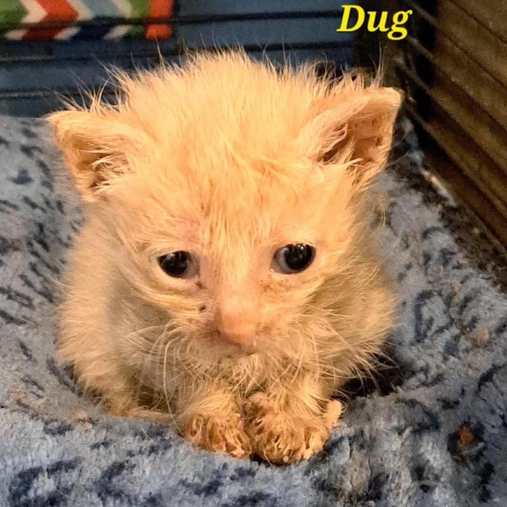 Dug, Adoptable, Kitten Male Domestic Short Hair.