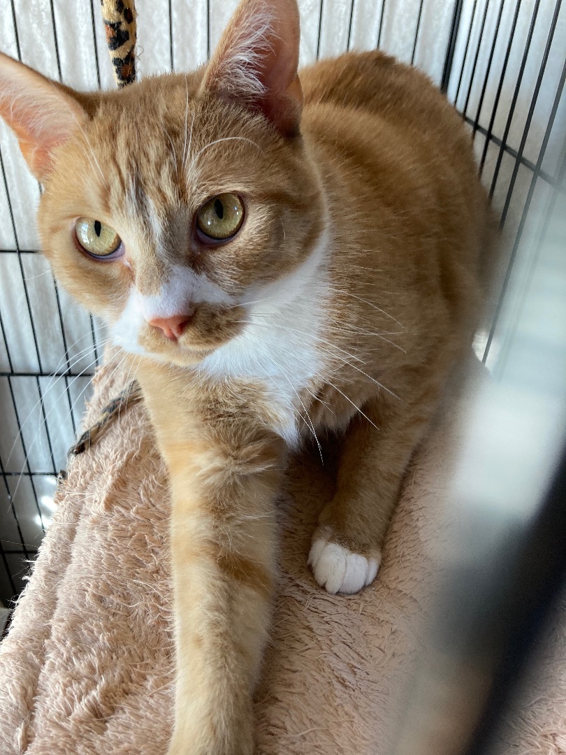 Cat for adoption Rusty, a Domestic Short Hair in Murfreesboro, TN