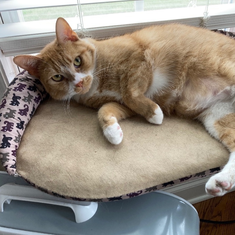 Cat for adoption Rusty, a Domestic Short Hair in Murfreesboro, TN