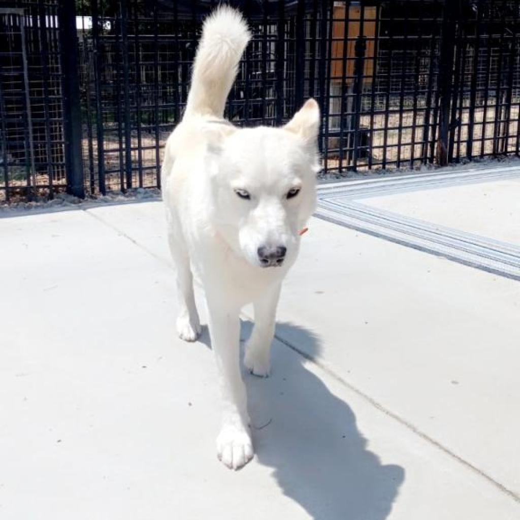 Titus, Adoptable, Senior Male Husky.