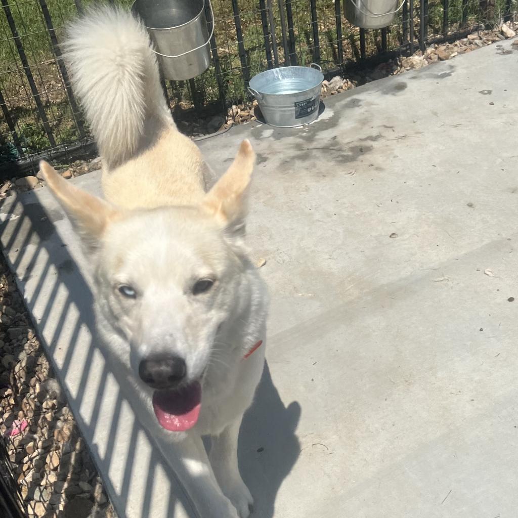 Enlarge Titus, a Adoptable Husky in Eufaula, OK image 2/4
