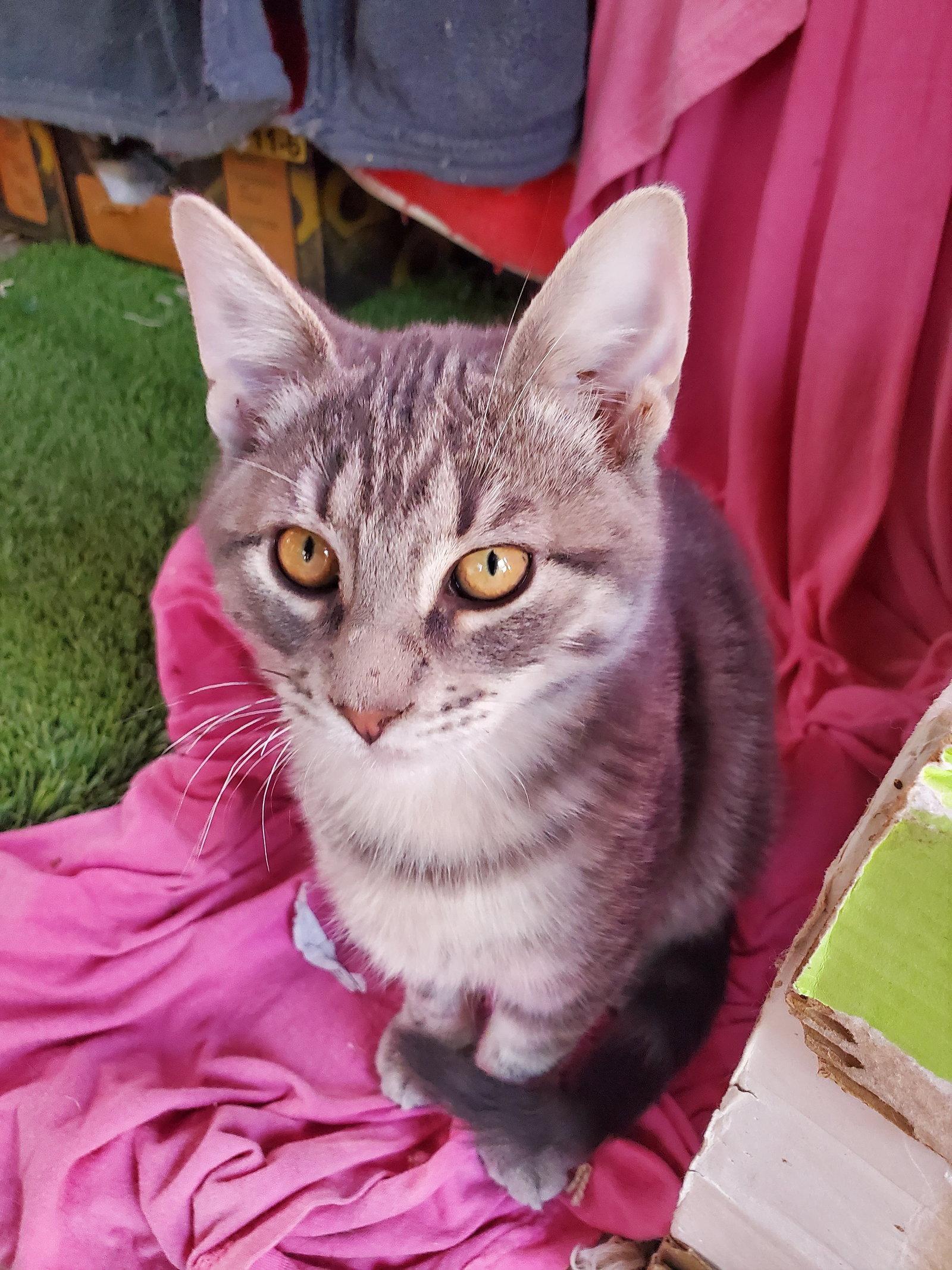 Happy Jack, Adopted, Kitten Male Domestic Short Hair.