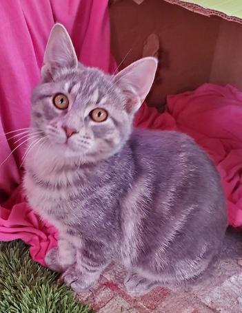 Enlarge Happy Jack, a Adopted Domestic Short Hair in Glendale, AZ image 2/3