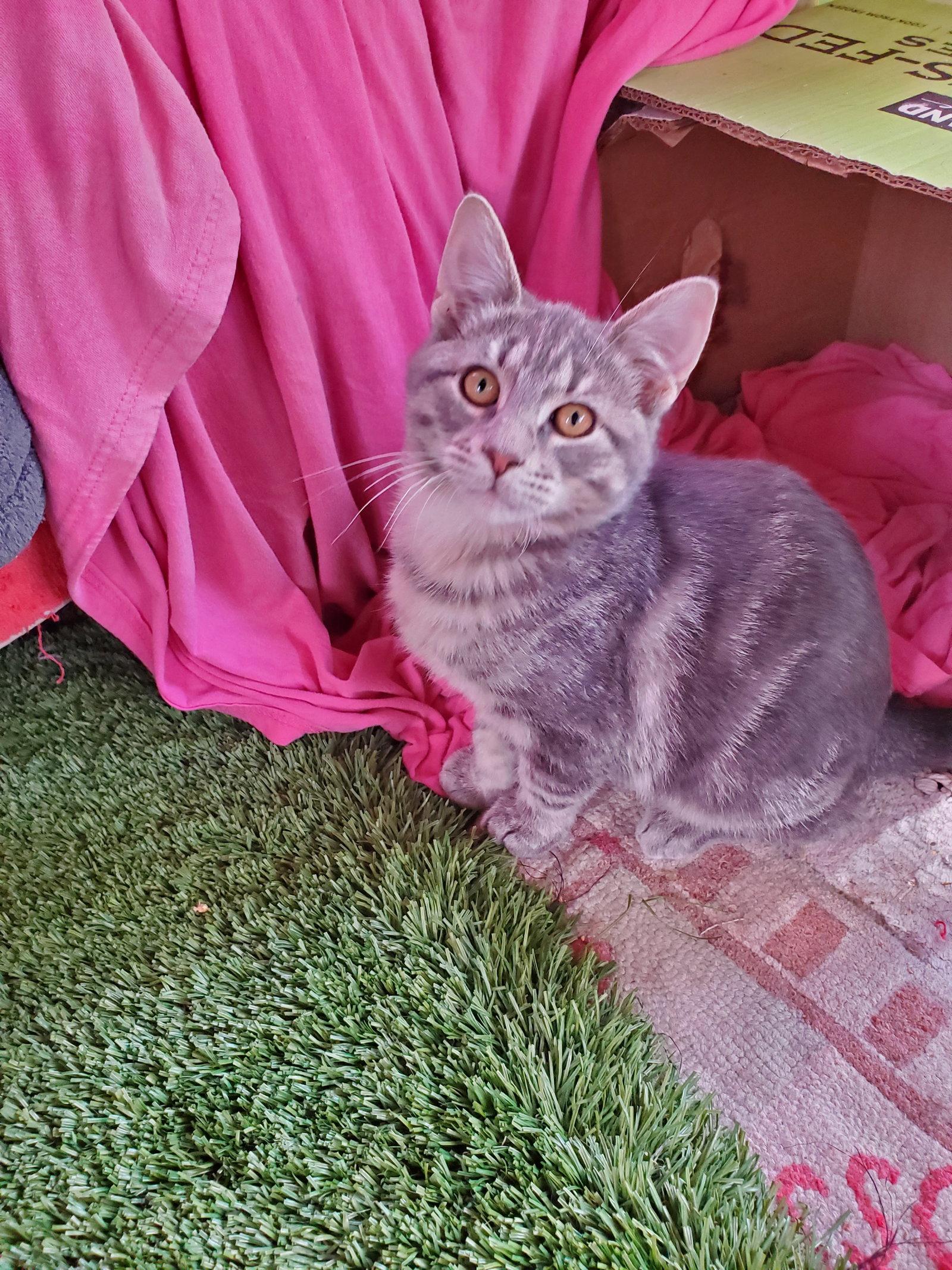 Enlarge Happy Jack, a Adopted Domestic Short Hair in Glendale, AZ image 3/3