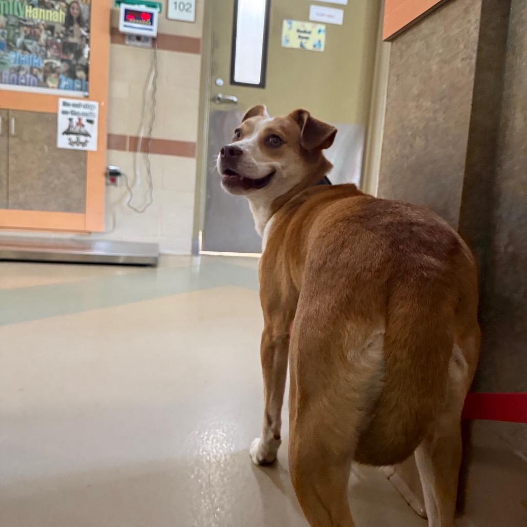 Sabrina Carpenter, Adoptable, Adult Female Mixed Breed.