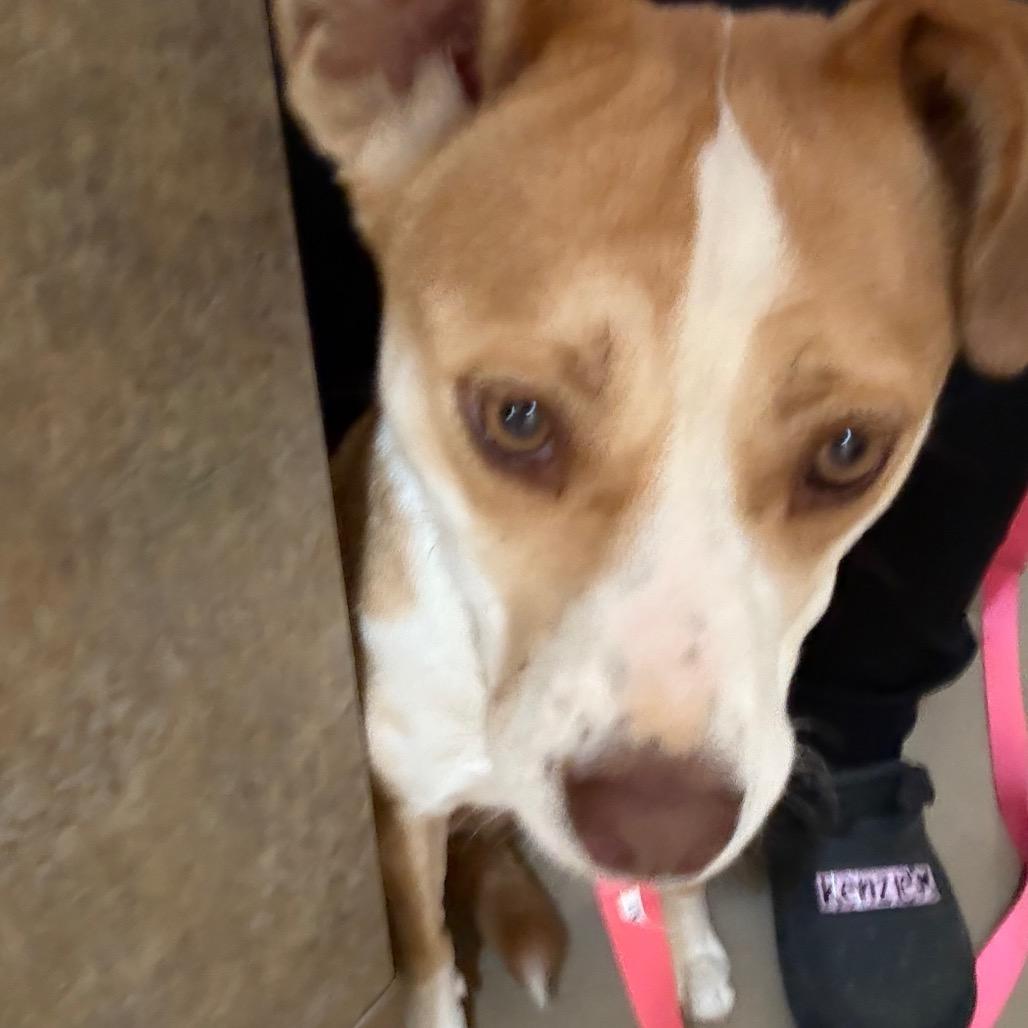 Enlarge Sabrina Carpenter, a Adoptable Mixed Breed in Winston-Salem, NC image 2/4
