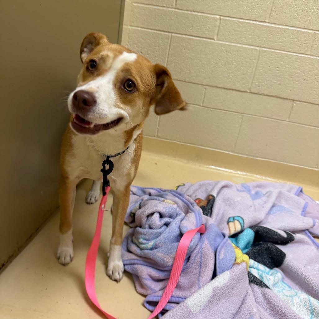 Enlarge Sabrina Carpenter, a Adoptable Mixed Breed in Winston-Salem, NC image 3/4