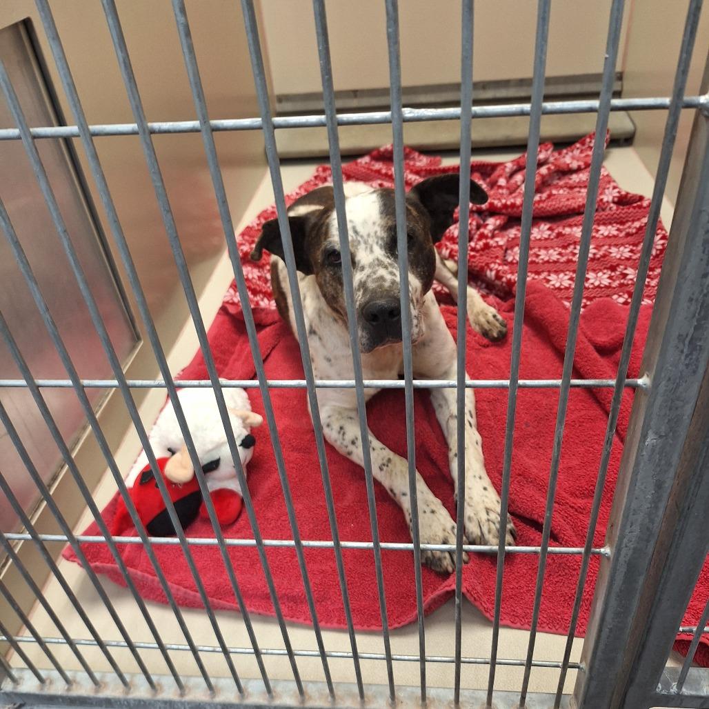 Viking, Adoptable, Senior Male Pit Bull Terrier & Mixed Breed.
