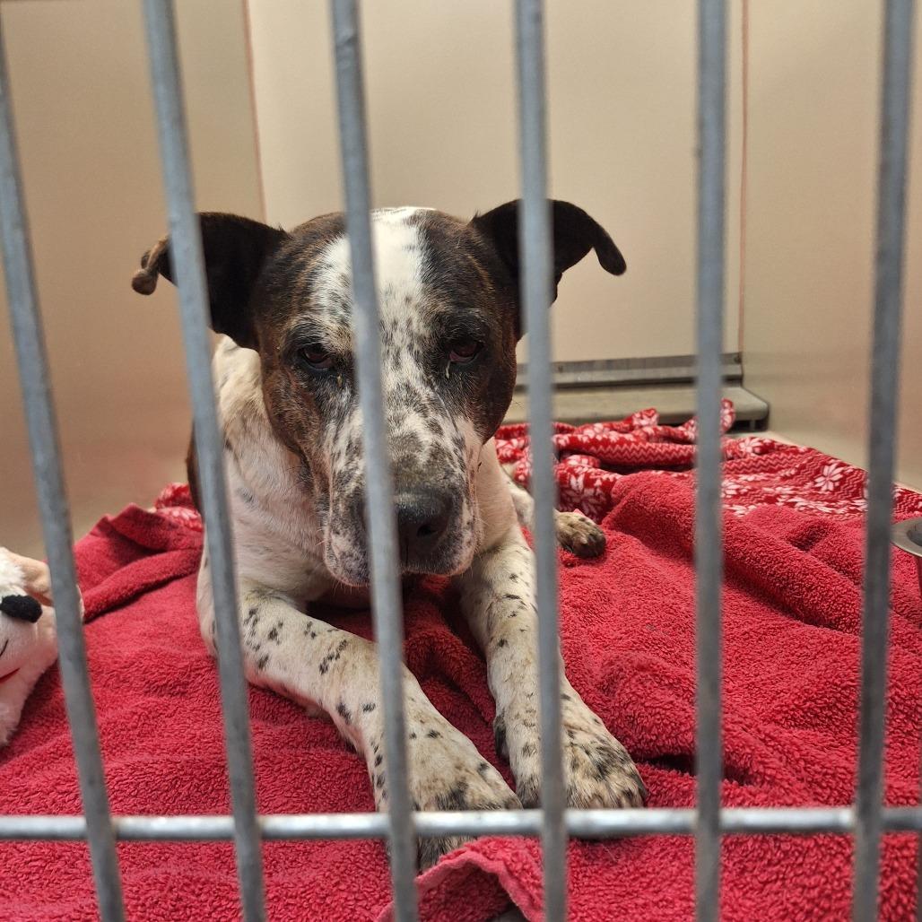 Enlarge Viking, a Adoptable mixed breed in Flagstaff, AZ image 2/3