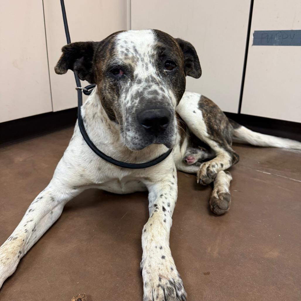 Enlarge Viking, a Adoptable mixed breed in Flagstaff, AZ image 3/3