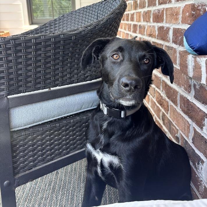 Enlarge Kevin, a Adoptable mixed breed in North Charleston, SC image 1/6
