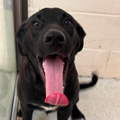 Kevin, Adoptable, Young Male Black Labrador Retriever & Mixed Breed.