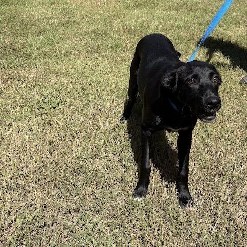 Enlarge Kevin, a Adoptable mixed breed in North Charleston, SC image 2/4