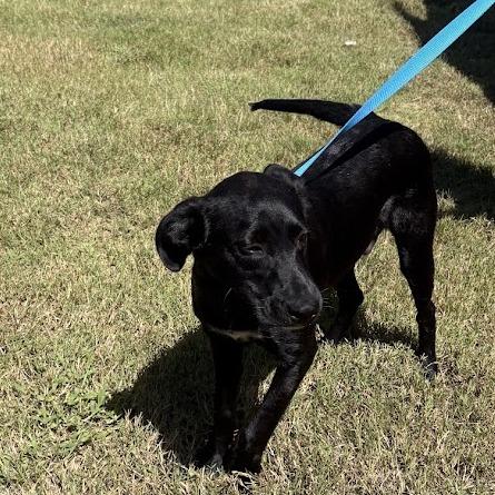 Enlarge Kevin, a Adoptable mixed breed in North Charleston, SC image 3/4