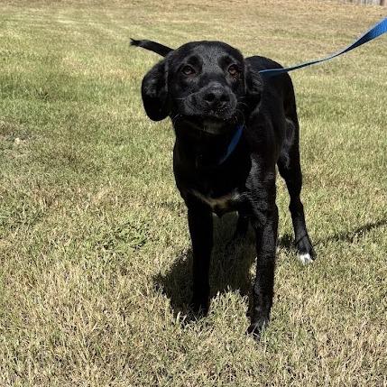 Enlarge Kevin, a Adoptable mixed breed in North Charleston, SC image 4/4